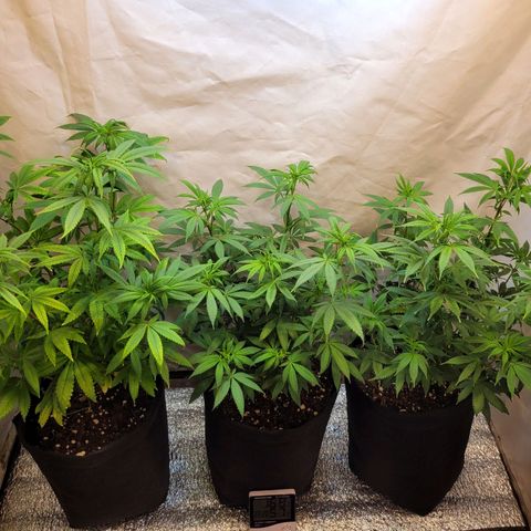 Purple Bubba Kush growlog timeline photo