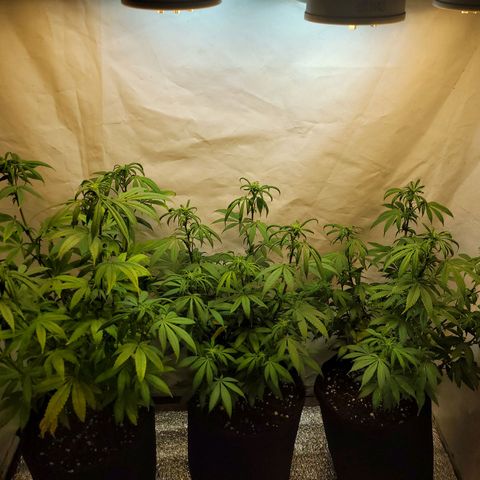 Purple Bubba Kush growlog timeline photo