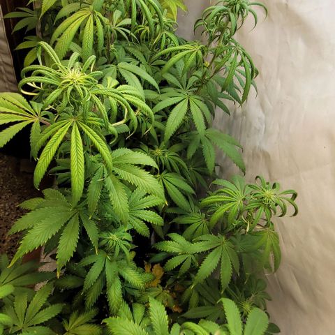 Purple Bubba Kush growlog timeline photo