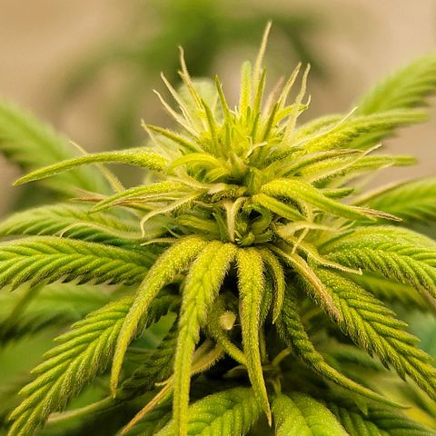 Purple Bubba Kush growlog timeline photo