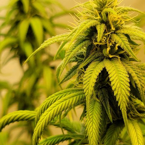 Purple Bubba Kush growlog timeline photo