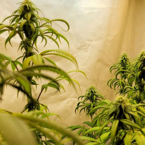 Purple Bubba Kush growlog timeline photo