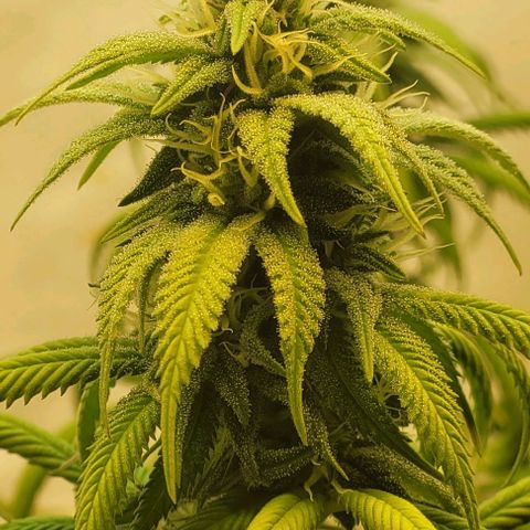 Purple Bubba Kush growlog timeline photo