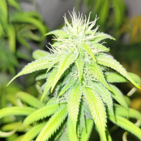 Purple Bubba Kush growlog timeline photo