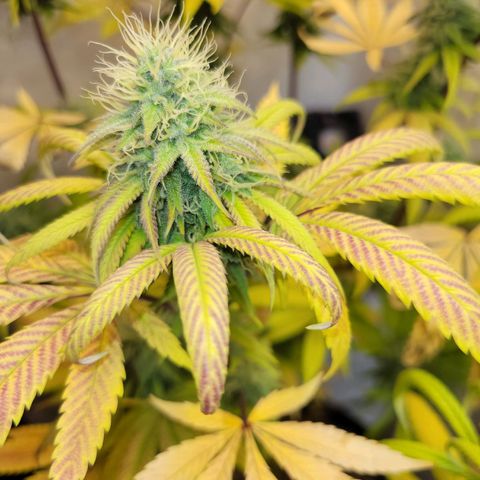 Purple Bubba Kush growlog timeline photo