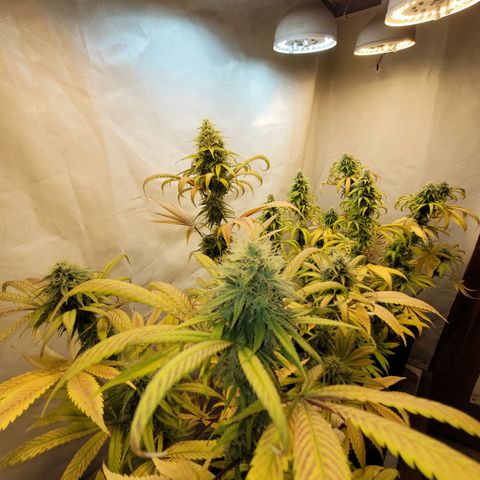 Purple Bubba Kush growlog timeline photo