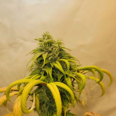 Purple Bubba Kush growlog timeline photo