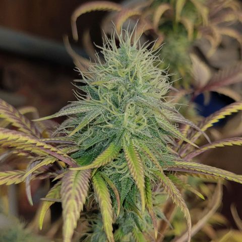 Purple Bubba Kush growlog timeline photo