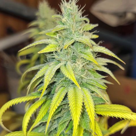 Purple Bubba Kush growlog timeline photo