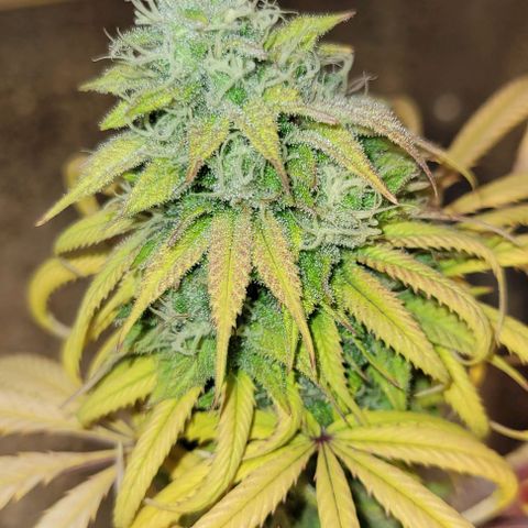 Purple Bubba Kush growlog timeline photo