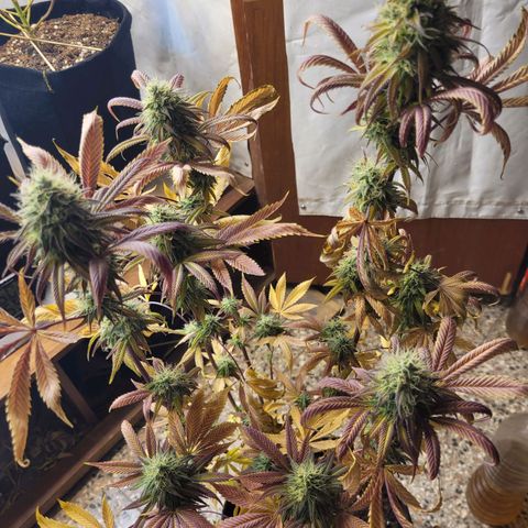 Purple Bubba Kush growlog timeline photo