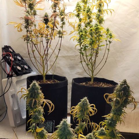 Purple Bubba Kush growlog timeline photo