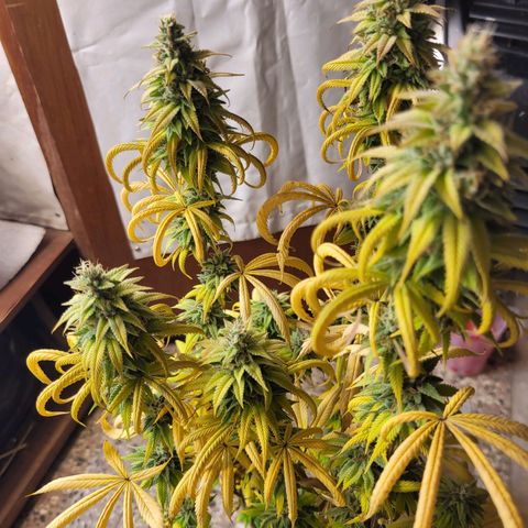 Purple Bubba Kush growlog timeline photo