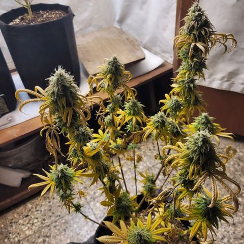 Purple Bubba Kush growlog timeline photo