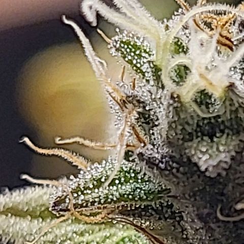 Purple Bubba Kush growlog timeline photo