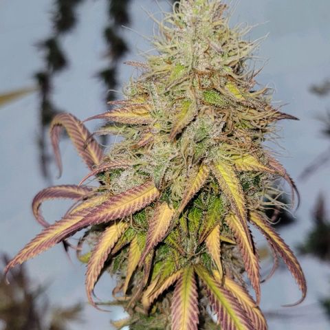 Purple Bubba Kush growlog timeline photo