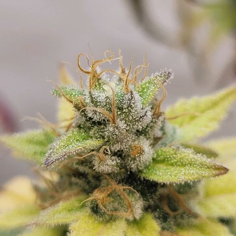 Purple Bubba Kush growlog timeline photo
