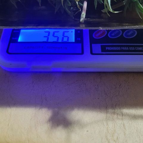 Purple Bubba Kush growlog timeline photo