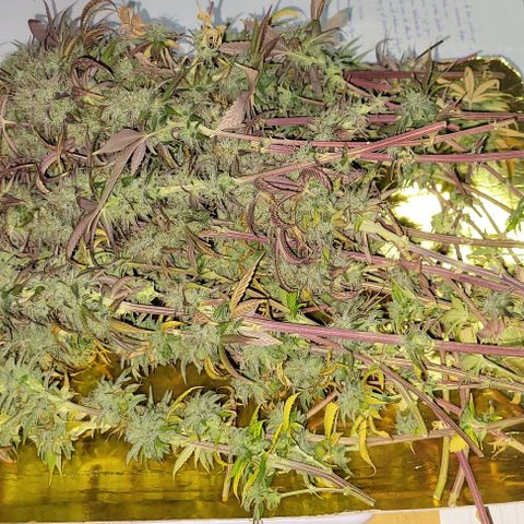 Purple Bubba Kush growlog timeline photo
