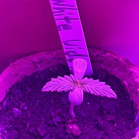 White Widow Automatic growlog timeline photo