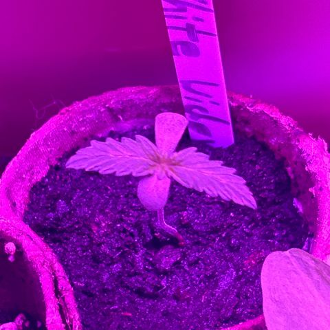 White Widow Automatic growlog timeline photo