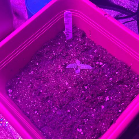 White Widow Automatic growlog photo: Umgetopft 
