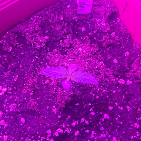 White Widow Automatic growlog timeline photo