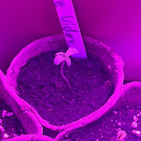 White Widow Automatic growlog timeline photo