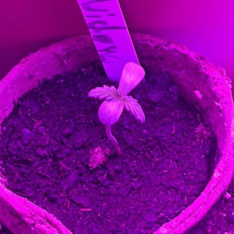 White Widow Automatic growlog timeline photo