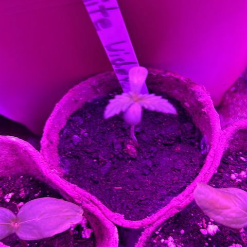 White Widow Automatic growlog timeline photo