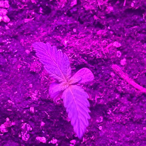 White Widow Automatic growlog timeline photo