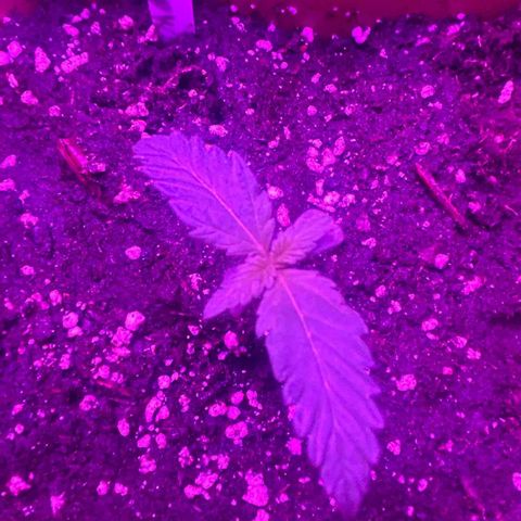White Widow Automatic growlog timeline photo