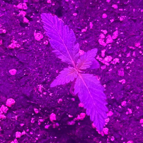 White Widow Automatic growlog timeline photo