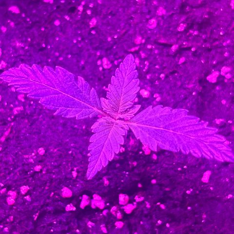 White Widow Automatic growlog timeline photo