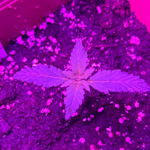 White Widow Automatic growlog timeline photo