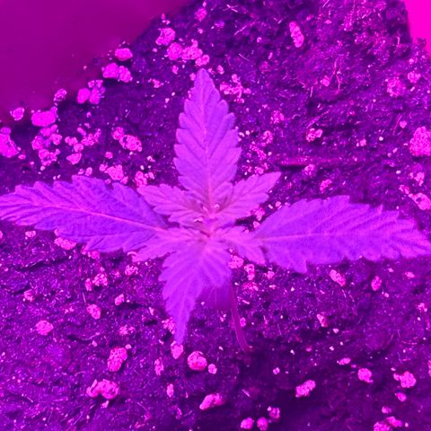 White Widow Automatic growlog timeline photo