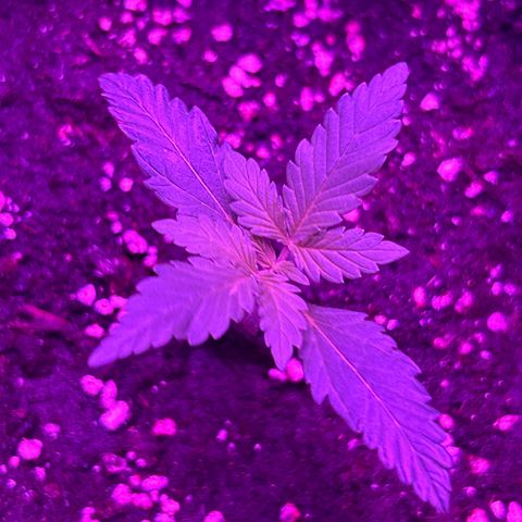 White Widow Automatic growlog timeline photo