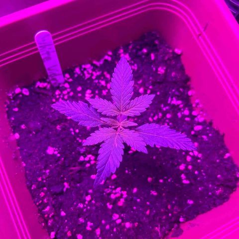 White Widow Automatic growlog timeline photo