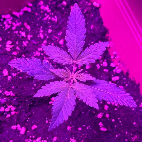 White Widow Automatic growlog timeline photo
