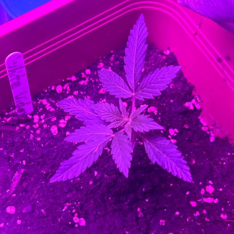 White Widow Automatic growlog timeline photo