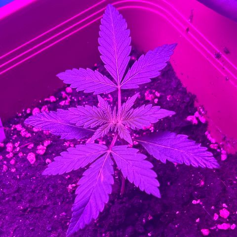 White Widow Automatic growlog timeline photo