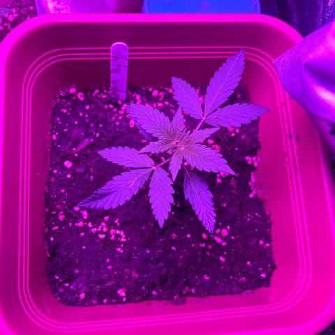 White Widow Automatic growlog timeline photo