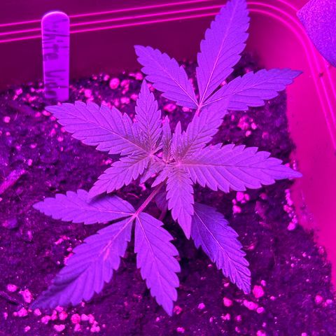 White Widow Automatic growlog timeline photo