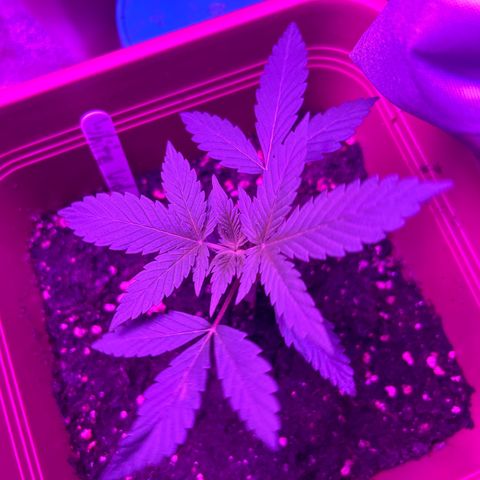 White Widow Automatic growlog timeline photo