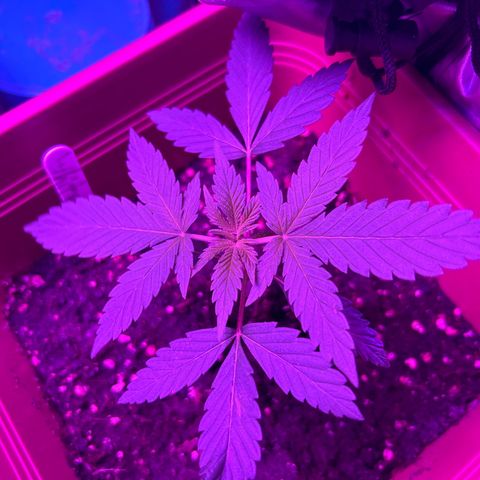 White Widow Automatic growlog timeline photo