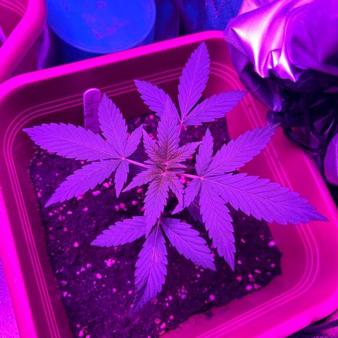 White Widow Automatic growlog timeline photo