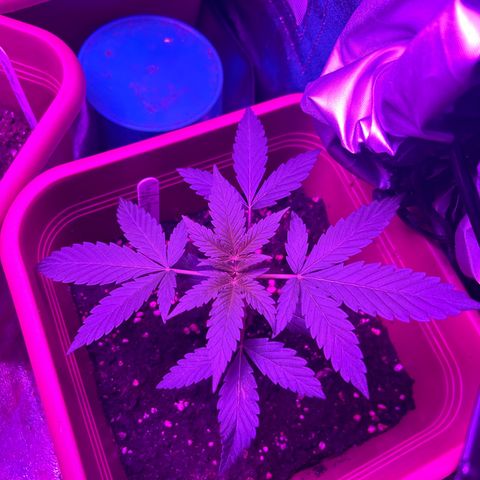 White Widow Automatic growlog timeline photo