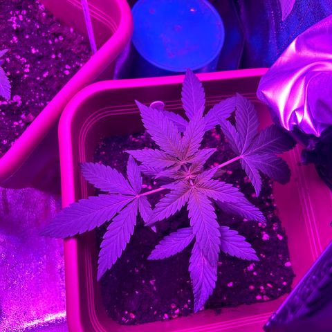 White Widow Automatic growlog timeline photo