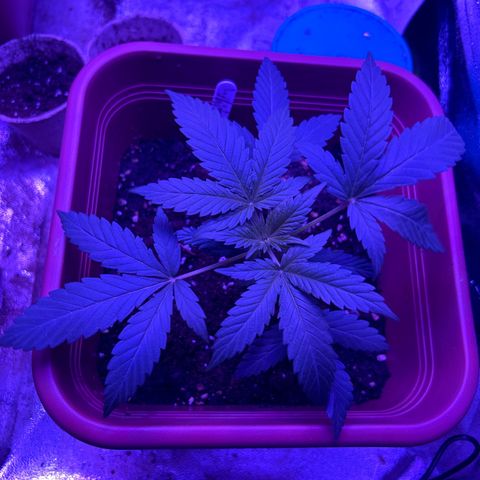 White Widow Automatic growlog timeline photo