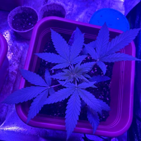 White Widow Automatic growlog timeline photo